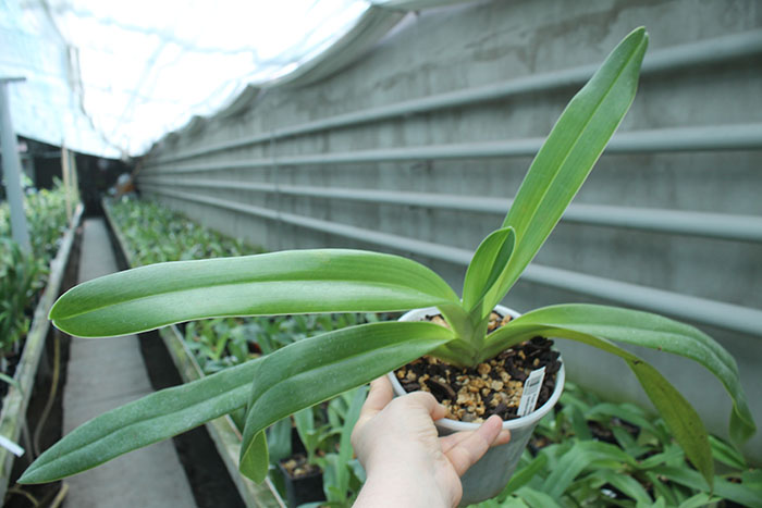 Paphiopedilum Michael Koopowitz x sanderianum.jpg