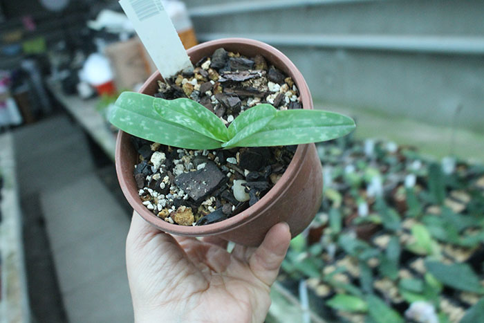 Paphiopedilum bellatulum album.jpg