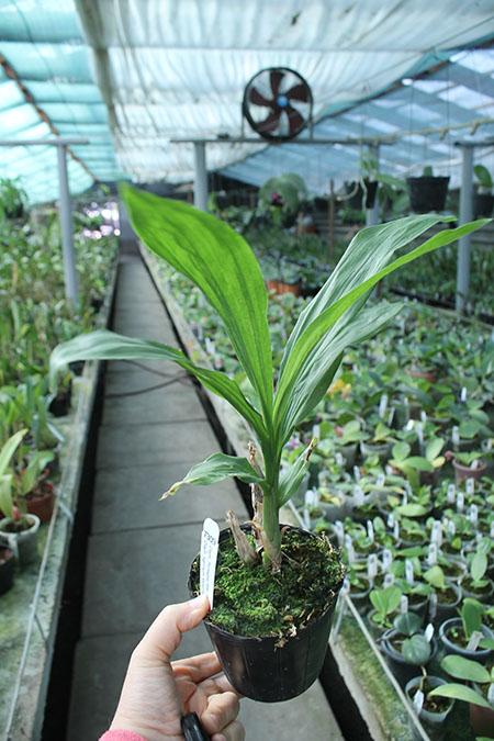 Catasetum Portagee Star 'Brian Lawson's Sunrise' x Catasetum tigrinum 'SVO'.jpg