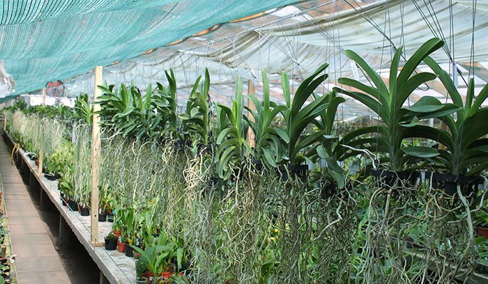 Ванды купить Украина.jpg