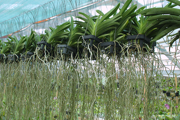 Vanda Phachara Delight.jpg