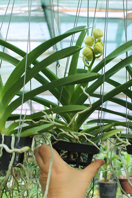 Vanda Somsri Thai Spot цветущая.jpg