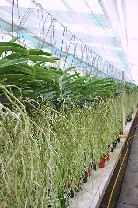 Ванды купить Киев.jpg