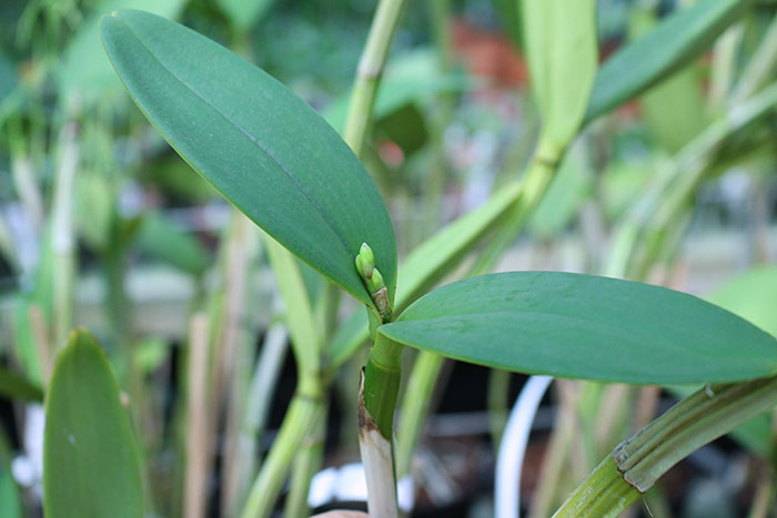 Cattleya guttata verde sem pintas 'AWZ' x guttata amarela sem pintas 'Onca Parda'.jpg