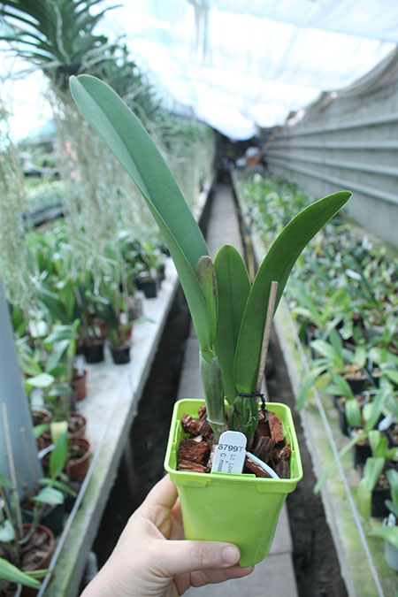 Laeliocattleya Love Knot coerulea x Cattleya mossiae coerulea.jpg