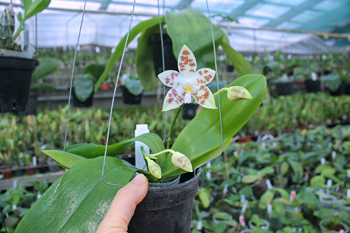 Phalaenopsis (speciosa 'All Purple' x Tzu Chiang Tetralitz).jpg