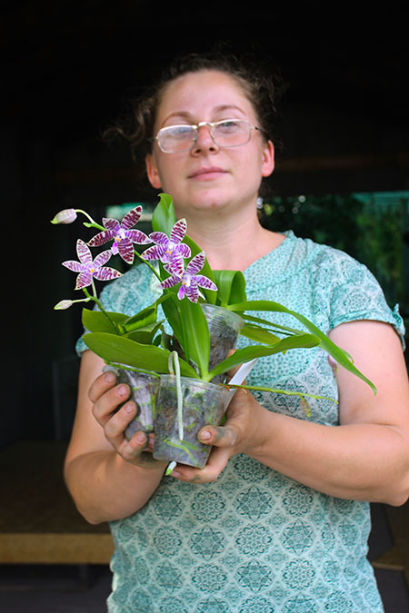 Phalaenopsis (speciosa coerulea 'Su's Coffee Candy' x lueddemanniana coerulea).jpg
