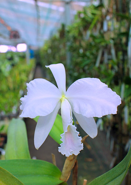 Cattleya labiata amesiana lineata 'AWZ' (Z-8) x Cattleya labiata amesiana lineata 'Pedra Azul'.jpg