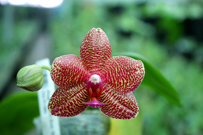 Phalaenopsis Mituo Sun 'Mituo#2' x Ya-Yi Qin.jpg