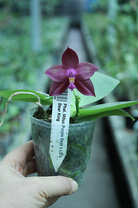 Phalaenopsis Mituo Purple Bear x LD's Bear King.jpg