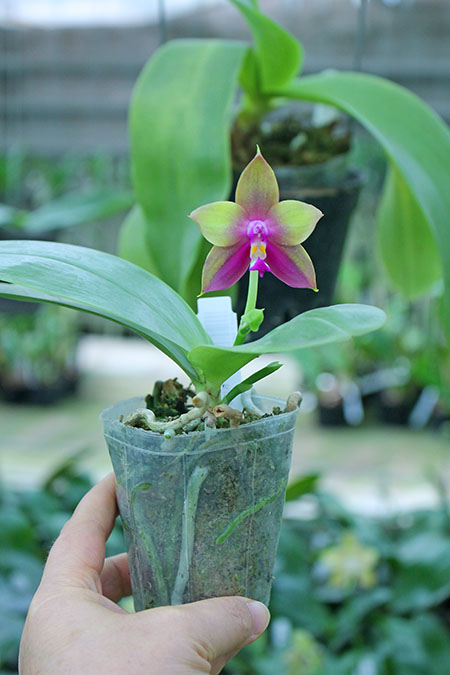 Phalaenopsis Mituo Purple Bear x LD's Bear King.jpg