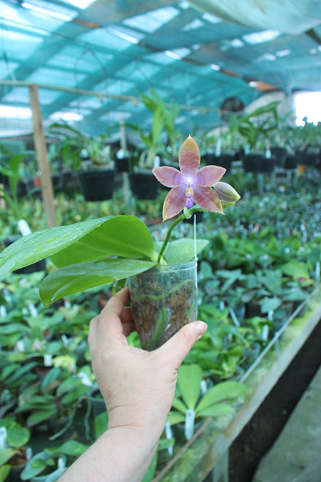 Phalaenopsis speciosa x Mituo Prince 'Bb'.jpg