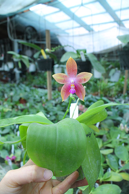 Phalaenopsis Mituo Prince 'Mituo#1' x speciosa.jpg