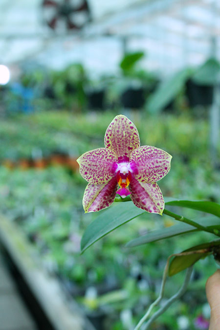 Phalaenopsis Diamond Beauty '1202' x Ld's Bear King 'YK7'.jpg