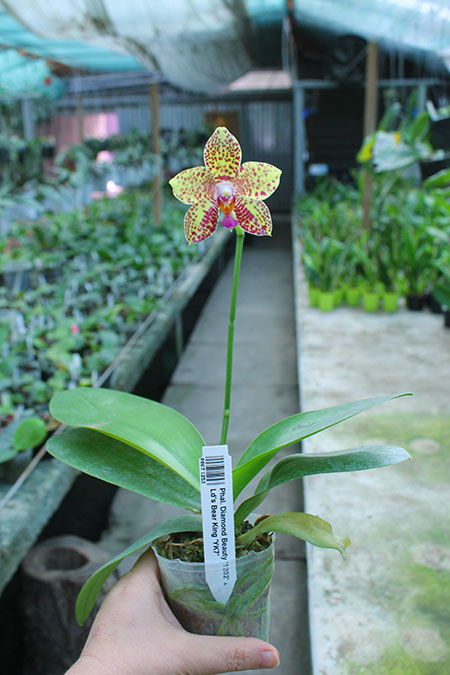 Phalaenopsis Diamond Beauty '1202' x Ld's Bear King 'YK7'.jpg