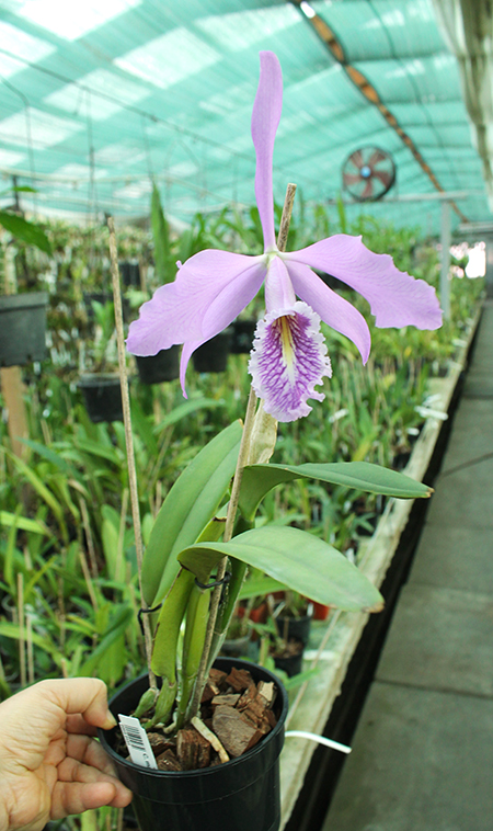 Cattleya maxima (1507).jpg