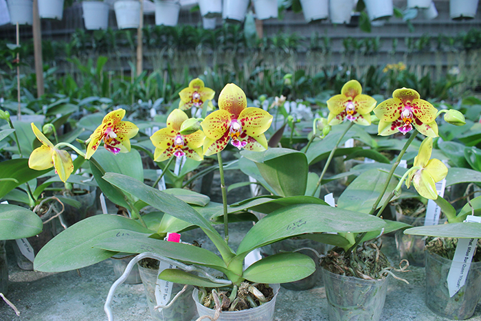 Phalaenopsis Mituo Diamond 'DT Sun'.jpg