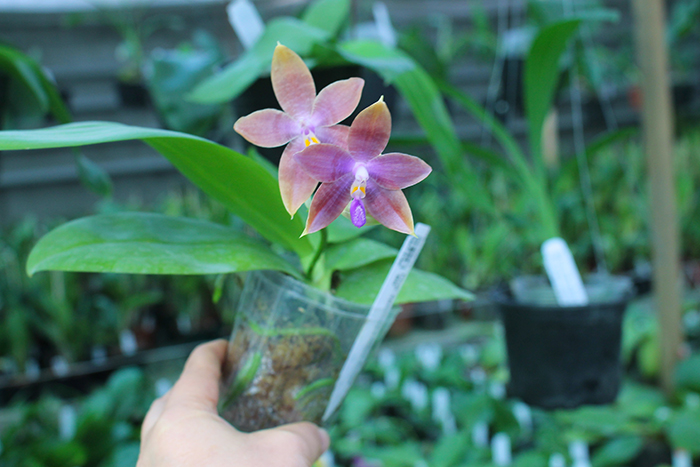 Phalaenopsis speciosa x Mituo Prince 'Bb'.jpg