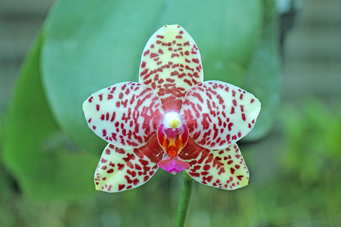 Phalaenopsis Diamond Beauty '1202' x Ld's Bear King 'YK7'.jpg