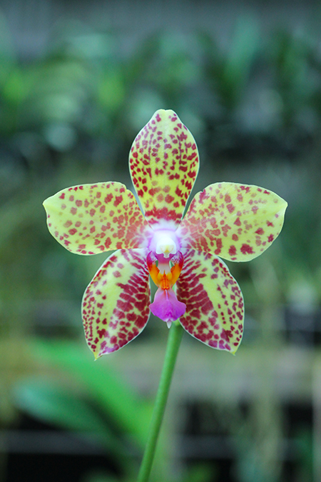 Phalaenopsis Diamond Beauty '1202' x Ld's Bear King 'YK7'.jpg