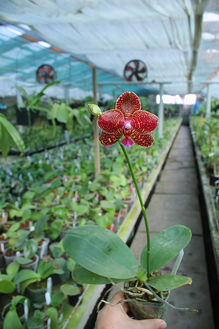 Phalaenopsis Diamond Beauty '1202' x Ld's Bear King 'YK7'.jpg