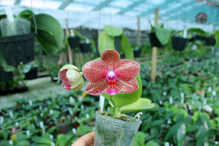 Phalaenopsis Mituo Sun 'Mituo#2' x Ya-Yi Qin.jpg