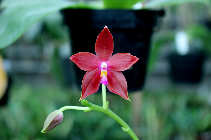 Phalaenopsis speciosa 'SWR -38' x Mituo King Bellina '126'.jpg