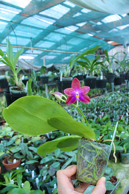 Phalaenopsis speciosa 'SWR -38' x Mituo King Bellina '126'.jpg