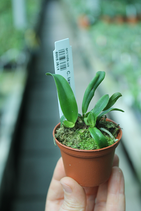 Cattleya lawrenceana coerulea 'Aulisi'.jpg