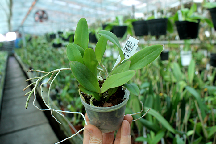 Cattleya schilleriana dark x Laelia alaorii alba.jpg