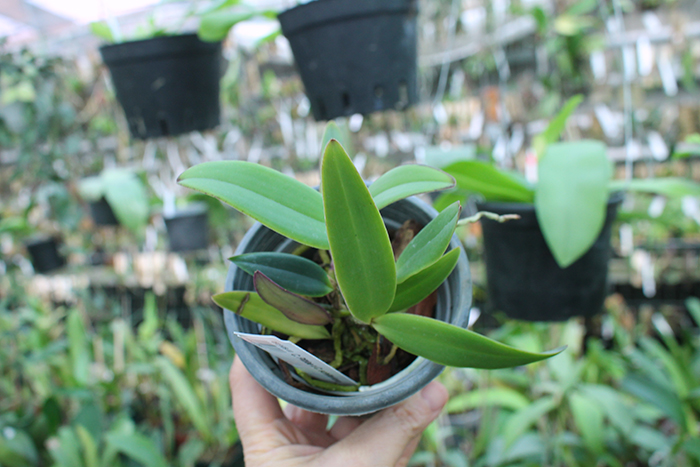Cattleya Pittiae x Cattleya schilleriana.jpg