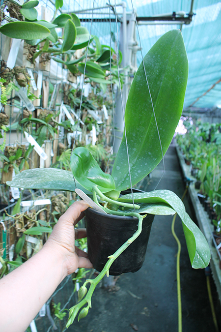 Phalaenopsis Yuanshan Girl 'Peter'.jpg