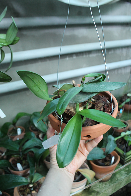 Cattleya schilleriana coerulea Bravim x Caliman.jpg