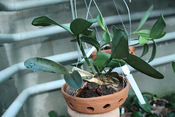 Cattleya schilleriana 'Ibiracu' x Cattleya schilleriana 'Daniel Endringer'.jpg