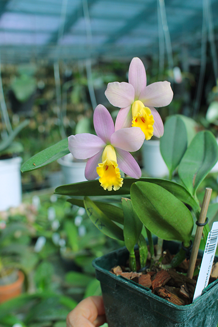 Sophrocattleya Crystelle Smith 'N R'.jpg