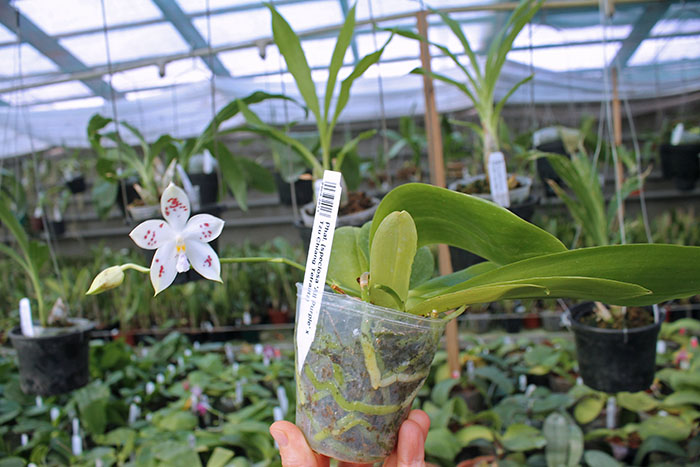 Phalaenopsis (speciosa 'All Purple' x Tzu Chiang Tetralitz).jpg