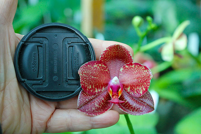 Phalaenopsis Mituo Sun 'Mituo#2' x Ya-Yi Qin.jpg