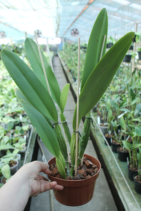 Cattleya Eva's Fabula Traviesa (persivaliana x dowiana).jpg