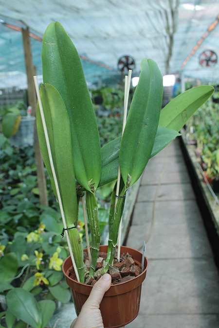 Cattleya Suzanne Hye (gaskelliana x mossiae).jpg
