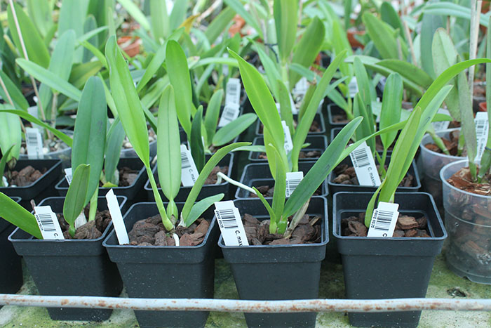Cattleya maxima coerulea.jpg