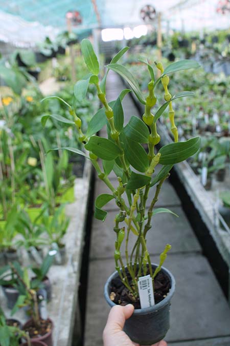 Dendrobium findlayanum.jpg