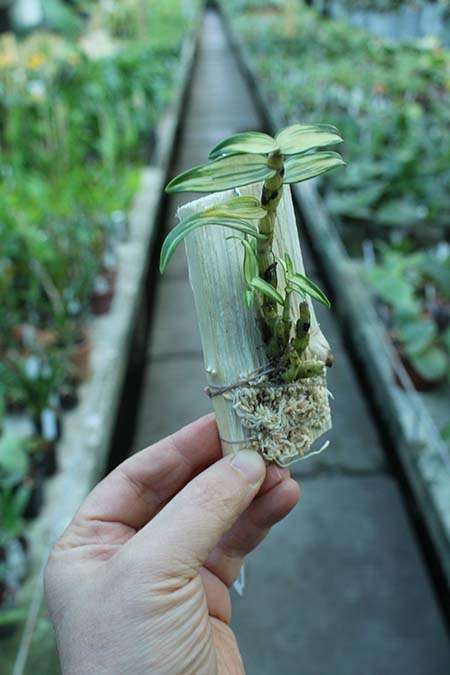 Dendrobium moniliforme variegata.jpg