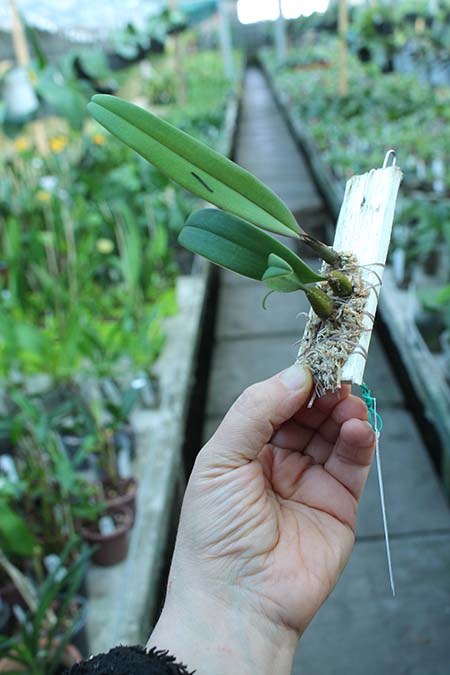 Bulbophyllum cruentum.jpg