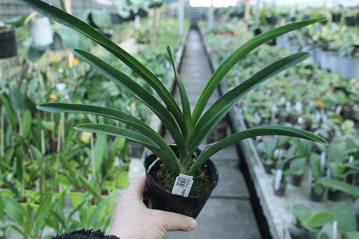 Angraecum Longiscott.jpg