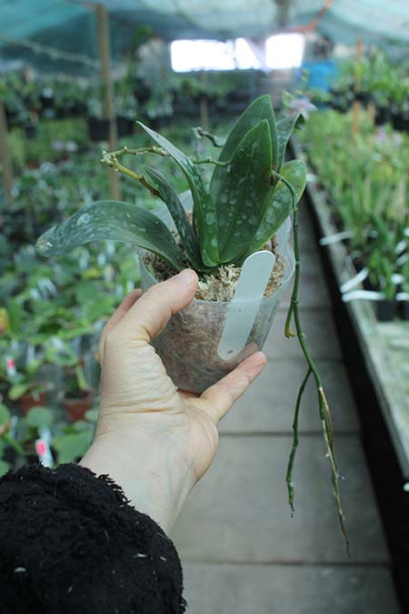 Phalaenopsis minus x Timothy Christopher.jpg