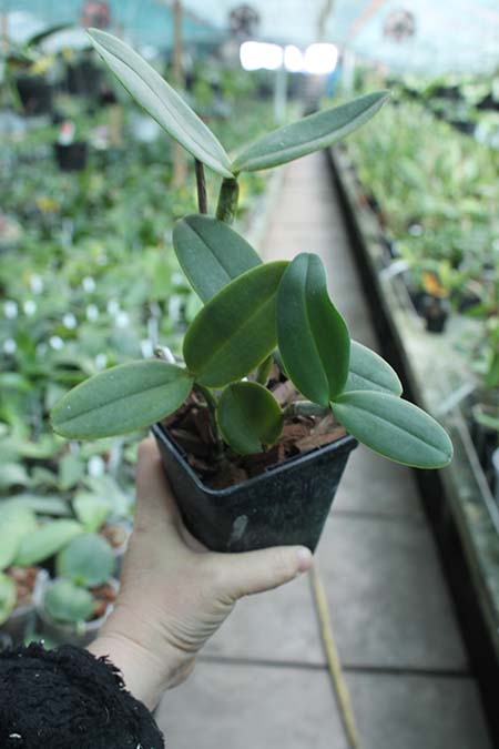 Cattleya amethystoglossa creme 'Luma' x SELF.jpg
