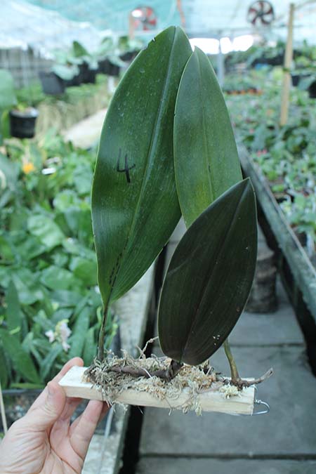 Bulbophyllum kubahense.jpg