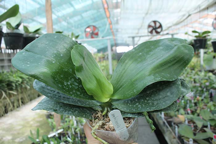 Phalaenopsis amboinensis 'I-Lan'.jpg