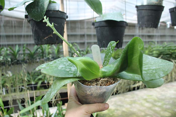 Phalaenopsis amboinensis v common.jpg