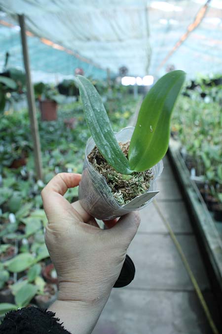 Phalaenopsis Mok Choi Yew Indigo.jpg